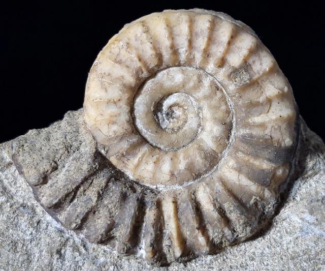 Arnioceras oppeli GUERIN-FRANIATTE 1966 - Bild © FossNet FossilienStore